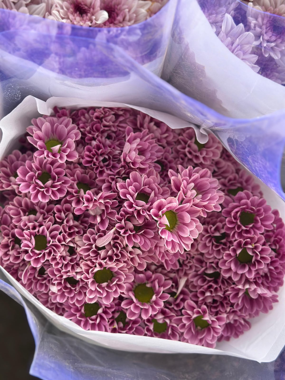 Purple Bi-Colour Spray Stems